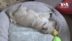 Собака компаньйон для ветеранів: Скільки часу та зусиль потребує підготовка чотирилапого психолога. Відео