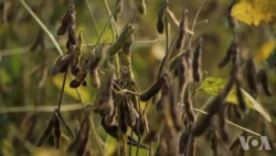 美国腹地一豆农看美中贸易战 美国腹地一豆农看美中贸易战