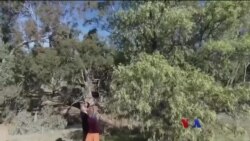 သြစတြေးလျ စန္ဒကူးပင် ထိန်းသိမ်းမှု သြစတြေးလျ စန္ဒကူးပင် ထိန်းသိမ်းမှု