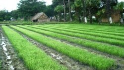 သွင်းအားစု ချွေတာတဲ့ စိုက်ပျိုးနည်းသစ် သွင်းအားစု ချွေတာတဲ့ စိုက်ပျိုးနည်းသစ်