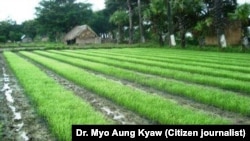 New method of rice farming