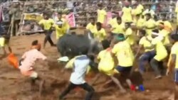 အိန္ဒိယတောင်ပိုင်း နွားဖမ်းပွဲနဲ့ အငြင်းပွားမှုများ အိန္ဒိယတောင်ပိုင်း နွားဖမ်းပွဲနဲ့ အငြင်းပွားမှုများ