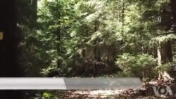 美国宇航局发射卫星测绘全球森林图谱 美国宇航局发射卫星测绘全球森林图谱