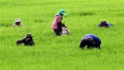 တောင်သူလယ်သမားညီလာခံ လယ်သမားအကျိုးစီးပွား ကာကွယ်ရေးတောင်းဆို တောင်သူလယ်သမားညီလာခံ လယ်သမားအကျိုးစီးပွား ကာကွယ်ရေးတောင်းဆို