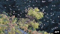 ပါကစ္စတန်က စိုက်ခင်းတွေပေါ် ကျရောက်နေတဲ့ ကန္တာရ ကျိုင်းကောင်အုပ်။