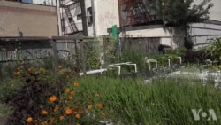 布鲁克林的鱼菜共生农场 布鲁克林的鱼菜共生农场