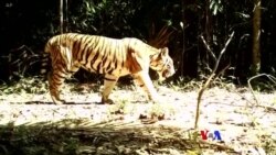 ထမန်သီ ဘေးမဲ့တောထဲ ရှားပါးမျိုးစိတ်သစ်တွေ တွေ့ရှိ ထမန်သီ ဘေးမဲ့တောထဲ ရှားပါးမျိုးစိတ်သစ်တွေ တွေ့ရှိ