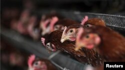 ကြက်မွေးမြူရေးခြံတခြံမြင်ကွင်း။