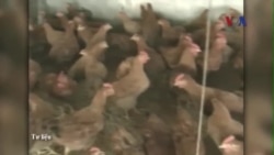 Nhà sản xuất Mỹ phủ nhận bán phá giá thịt gà ở Việt Nam Nhà sản xuất Mỹ phủ nhận bán phá giá thịt gà ở Việt Nam