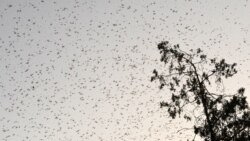 သီးနှံဖျက်ပိုး ကန္တာရ ကျိုင်းကောင် ကျရောက်နိုင်ခြေ အတွက် မြန်မာ ပြင်ဆင် သီးနှံဖျက်ပိုး ကန္တာရ ကျိုင်းကောင် ကျရောက်နိုင်ခြေ အတွက် မြန်မာ ပြင်ဆင်