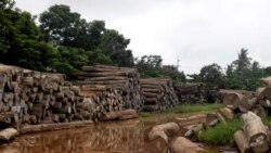 ကျွန်းသစ်ခိုးမှု သမိုင်း (၁) ကျွန်းသစ်ခိုးမှု သမိုင်း (၁)