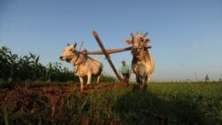 မြေလွတ်၊ မြေလပ်၊ မြေရိုင်းဥပဒေရဲ့ အကျိုးဆက် မြေလွတ်၊ မြေလပ်၊ မြေရိုင်းဥပဒေရဲ့ အကျိုးဆက်