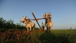 ခေတ်ပြောင်းချိန် မြန်မာလယ်သမားတို့ အခြေအနေ