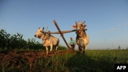 နေပြည်တော် အပြင်ဘက် လယ်ယာမြေတခုမှာ လယ်သမားတဦး လယ်ထွန်နေစဉ်