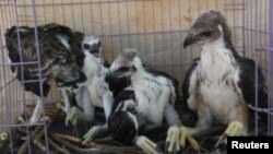 Facebook လူမှုကွန်ရက်မှာ ကြော်ငြာထားတဲ့ တောရိုင်းတိရစ္ဆာန်တွေ ရောင်းချတဲ့ကြော်ငြာ။ (ဓာတ်ပုံ - World Wide Fund for Nature/Handout via REUTERS - သြဂုတ် ၀၅၊ ၂၀၂၀)