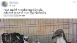 မွနျမာအပါအဝငျ တောရိုငျးတိရစ်ဆာနျ ရောငျးတဲ့ကွောျငွာတှေ Facebook ဖယျရှား မွနျမာအပါအဝငျ တောရိုငျးတိရစ်ဆာနျ ရောငျးတဲ့ကွောျငွာတှေ Facebook ဖယျရှား