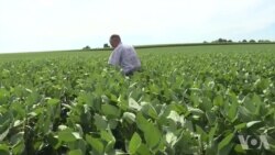 美国农民:不要援助要市场 美国农民:不要援助要市场