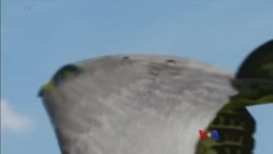 လေယာဉ်ပြေးလမ်း ရှင်းမယ့် ငှက်ခြောက် စက်ရုပ် လေယာဉ်ပြေးလမ်း ရှင်းမယ့် ငှက်ခြောက် စက်ရုပ်