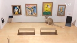 VOA英语视频: 在家避疫中为宠物打造美术馆 VOA英语视频: 在家避疫中为宠物打造美术馆