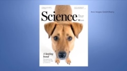 目光交流越久 人与狗的感情越深 目光交流越久 人与狗的感情越深