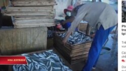 Quảng Trị phát hiện 30 tấn cá đông lạnh cực độc Quảng Trị phát hiện 30 tấn cá đông lạnh cực độc