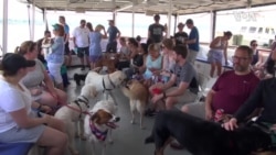 狗狗的河船巡游 狗狗的河船巡游