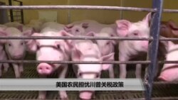 美国农民担忧川普关税政策 美国农民担忧川普关税政策