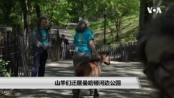 山羊们迁居曼哈顿河边公园 山羊们迁居曼哈顿河边公园