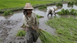 အမေရိကန်ကရတဲ့ မြေသြဇာ ချွေတာနည်း အမေရိကန်ကရတဲ့ မြေသြဇာ ချွေတာနည်း