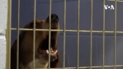 美国学徒之《一日铲屎官》卧底流浪狗收容所,揭秘美国收容制度 美国学徒之《一日铲屎官》卧底流浪狗收容所,揭秘美国收容制度