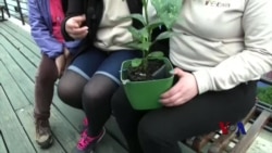 利用植物为手机充电 利用植物为手机充电