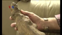 Penelusuran Jejak Dinosaurus - Liputan Feature VOA Penelusuran Jejak Dinosaurus - Liputan Feature VOA