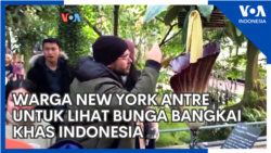 Warga New York Antre untuk Lihat Bunga Bangkai Khas Indonesia Warga New York Antre untuk Lihat Bunga Bangkai Khas Indonesia