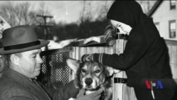 Собаку армії США посмертно нагородили медаллю за порятунок десятків життів солдатів. Відео Собаку армії США посмертно нагородили медаллю за порятунок десятків життів солдатів. Відео