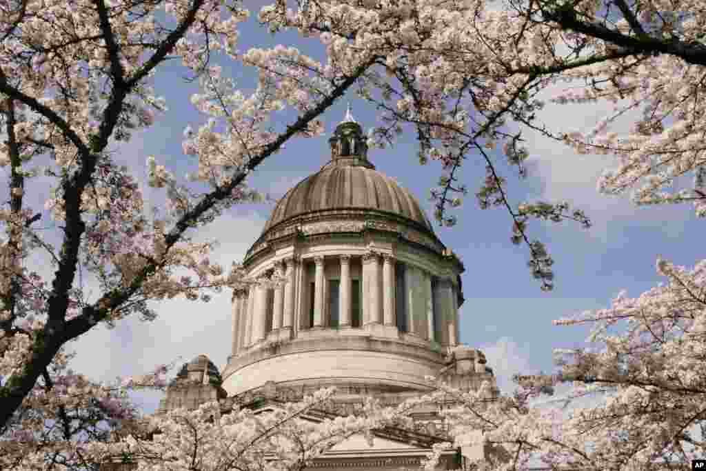 这幅照片中,樱树花枝环绕美国国会大厦的顶楼(2018年3月30日)。华盛顿的樱花主要集中在潮汐湖畔,但别处也有,国会山有,美国之音总部所在的独立大道上有,国家植物园也有。