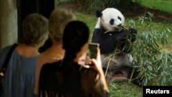 华盛顿特区国家动物园的熊猫