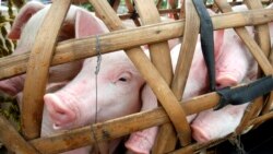 လာအိုဝက်သား တင်သွင်းမှု ထိုင်း ပိတ်ပင် လာအိုဝက်သား တင်သွင်းမှု ထိုင်း ပိတ်ပင်