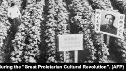 1968年9月,“文革”期间,葡萄园里的毛泽东肖像