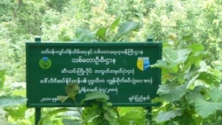 ချင်းသစ်တောကြိုးဝိုင်း ကျူးကျော် ဖယ်ရှားရေး သတိပေး ချင်းသစ်တောကြိုးဝိုင်း ကျူးကျော် ဖယ်ရှားရေး သတိပေး