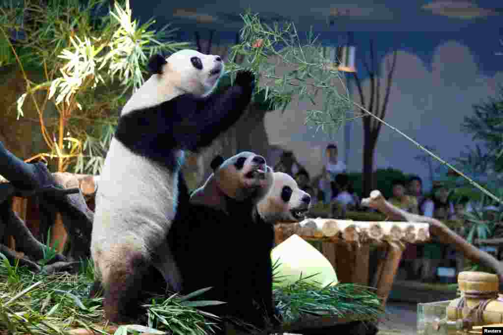 在中国广州长隆野生动物园,世界上唯一的大熊猫三胞胎萌萌、帅帅和酷酷2018年7月29日过生日,他们四岁了。