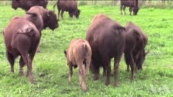野牛让天然草原得到恢复 野牛让天然草原得到恢复
