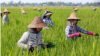 Women farm workers tending to a rice plantation outside Naypyidaw on 1 May, 2018 during Labour Day in Myanmar.