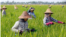 Women farm workers tending to a rice plantation outside Naypyidaw on 1 May, 2018 during Labour Day in Myanmar.