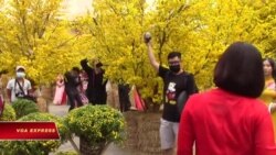 Du xuân ở đường mai Sài Gòn Du xuân ở đường mai Sài Gòn