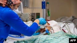 资料照片:一名医务工作者在康涅狄格州哈特福德医院的加护病房照料一名40岁的未接种疫苗、接受插管治疗的新冠病毒患者。(2022年1月18日)