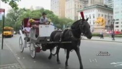 Турботливий мер Нью-Йорка хоче заборонити кінні прогулянки