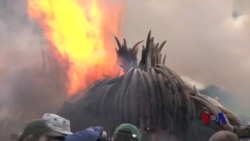 是卖是毁?非洲国家的象牙贸易纠结 是卖是毁?非洲国家的象牙贸易纠结