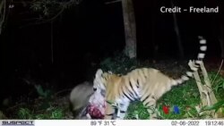 “မြန်မာနယ်စပ်က ခြေထော့ကျိုးကျားမလေး” ထူးခြားဆန်းပြားသတင်းများ 