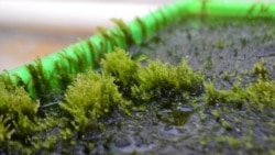 အာဆင်းနစ် အဆိပ် ဖယ်ရှားနိုင်တဲ့ ရေမှော်ပင် အာဆင်းနစ် အဆိပ် ဖယ်ရှားနိုင်တဲ့ ရေမှော်ပင်