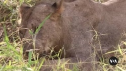 Malawi lions get birth control in bid to save their prey Malawi lions get birth control in bid to save their prey